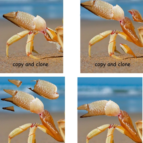 Creation of Naughty Crab: Step 2